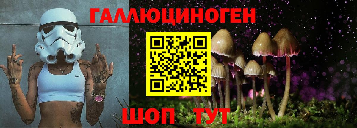 Псилоцибиновые грибы Psilocybe Ярцево
